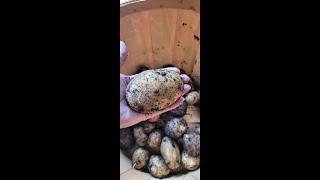 The Potato Patch: Growing potatoes 3 ways - 2023 (zone 6b)