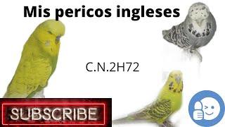 mis pericos ingleses