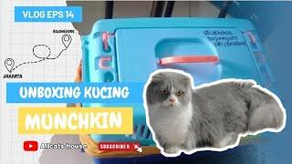 UNBOXING kucing Munchkin gaelic fold dari jakarta#eps14