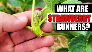 Strawberry Runners Explained - Garden Quickie Episode 76