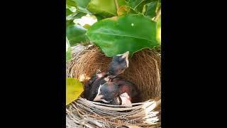 Bird hatching and brooding #6