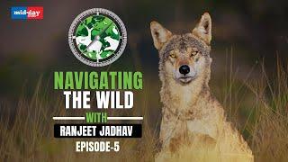 Roots of Revival: Saving Maharashtra’s Wolves & Grasslands Together | Navigating The Wild | EP 5