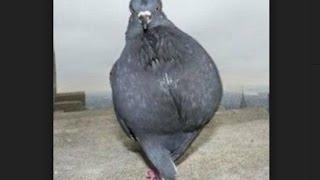 Смешные голуби /// Funny pigeons 18