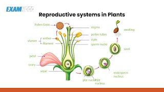 Reproductive System in Plants