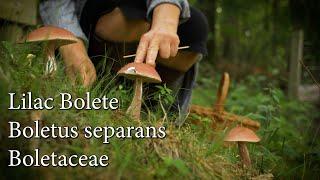 Meet Lilac Porcini (Boletus separans)! Learn to ID & Harvest This Edible Woodland Delight