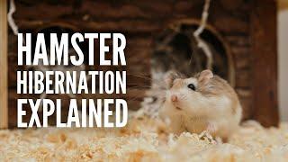 Is My Hamster Hibernating or Dead? Hamster Hibernation Explained