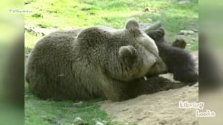 European Brown Bear & cubs - bruine beer - ursus arctos