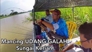 Memancing UDANG GALAH Sungai Kerian