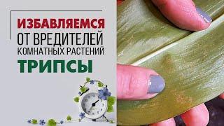 Трипсы | Как определить, чем заражено растение | Лучшее средство от трипсов - ставлю эксперимент