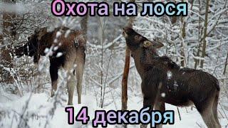 Загонная охота на лосей 14 декабря 2024.