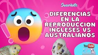 Reproducción de Periquitos Ingleses Diferencias Contra Reproducción de Australianos