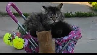 Родители учат детей папа кот мама кошка и котята  cats and kittens