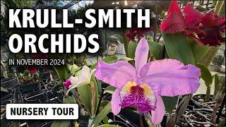 Krull-Smith Orchids Nursery Tour in November 2024 | A GORGEOUS Showroom FULL of Unique Orchid Blooms