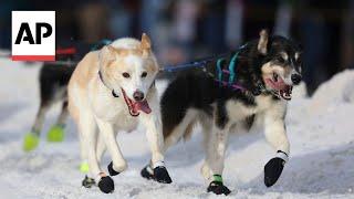 World's most famous sled dog race kicks off in Alaska