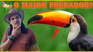 O TUCANO TOCO É UM DOS MAIORES PREDADORES! / PORQUE SEU BICO É TÃO GRANDE?