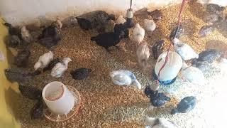 FJ Free Range Farm Presents Chicks of Different Heritage Breeds!