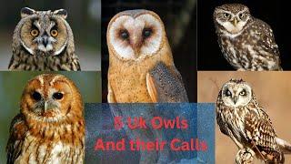 The Big Five Uk Owls |  And How to Recognise their Various Calls