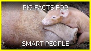 Pig Facts for Smart People