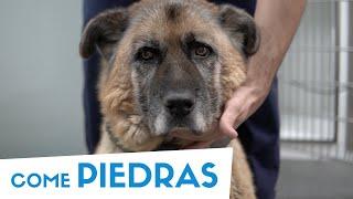 LEO SE HA TRAGADO DOS PIEDRAS   Veterinario Online