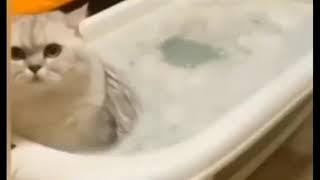 Кот в ванной пукнул с подливкой