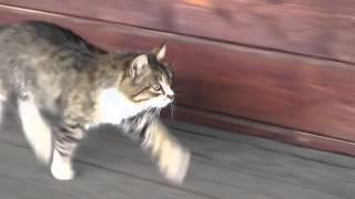 Cat walk / Кошачья походка