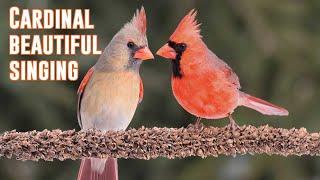 Cardinal beautiful singing for 1 hour  