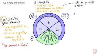 Le cycle cellulaire