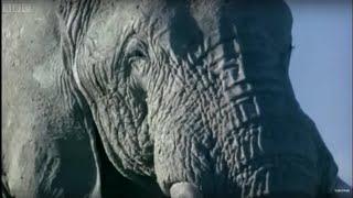 Elephant Mating, Fighting, and Pregnancy | Animals: The Inside Story | BBC Earth