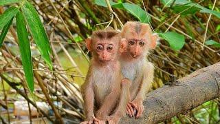 Baby Monkey Lovely | Baby Monkey Playing under Trees| Threes Baby Monkey Take care