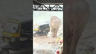 #munnar #padayappa elephant 