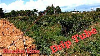 Setting up Drip Irrigation for Fruit Crops!