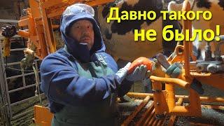 ДВЕ ЯЗВЫ на одном копыте | Как лечить? | Two ulcers! How to treat a cow ?!