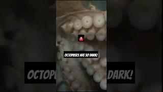 Octopuses have dark myths! #shortvideo #viralvideo