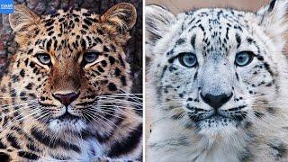 Снежный Барс и Дальневосточный Леопард, в Чём Отличие?