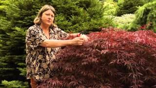 How to Prune Japanese Maples - Instructional Video w/ Plant Amnesty