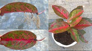 How to propagate Aglaonema Rotundum Red by leaves