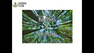 Forests & Climate introductory video