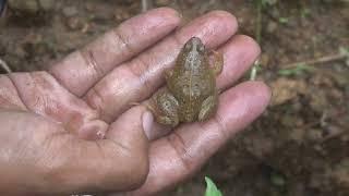 observing and catch cute frogs and bomb beetles