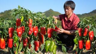 青红椒喜丰收，自制剁辣椒酸辣酱，炖鱼头蘸生煎拌菌菇开胃菜| Pepper【闽湖阿嬷Fujian Grandma】