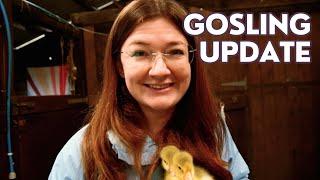 Phew! Problem Solved - Gosling Update Amidst The Storms