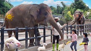 Kasih Makan Gajah, Domba dan Naik Kuda di Kebun Binatang Anak