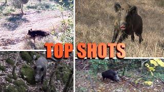 BEST MOMENT CACCIA AL CINGHIALE IN BRACCATA _ TOP WILD BOAR HUNTING SHOTS