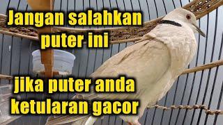 Pancingan burung puter gacor, melatih burung puter lokal agar cepat gacor