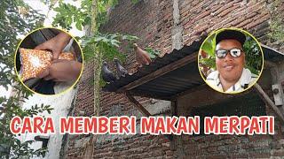 Memberi Makan Merpati di Kampung | Daily Vlog