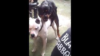 Rottweiler vs Dogo Argentino X AmBull pup