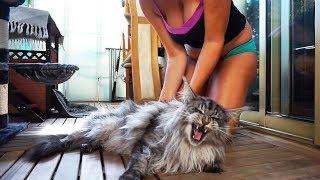 Maine coon cat meowing meowing ....Don’t worry i just massage my big cat !!