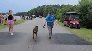 Reign the Doberman Completely Off Leash #dog #dogtraining #obedience #offleash #doberman