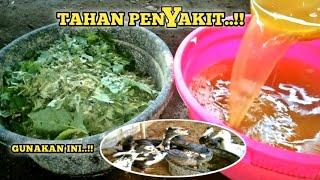 Inilah Cairan Herbal Bikin Bebek Entok Sehat Tahan Penyakit