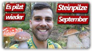 Pilze ohne Ende | Beste Steinpilze madenfrei sammeln, endlich Pilzglück im September