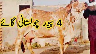 Cholistani Sahiwal Cow Pure Desert Cow Cargo Free || Global Village Farming